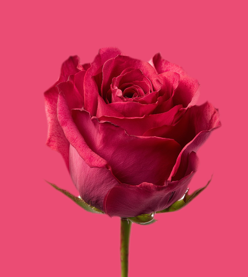 Site Astrya PORTFOLIO BLOOM lw